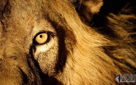 Angry Lion Eyes Wallpapers Wallpaper Cave