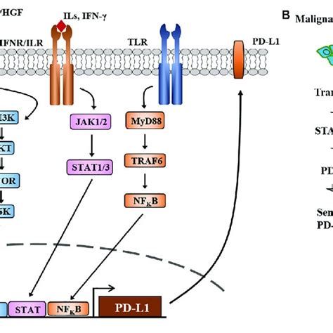 Classification Of Hdacs Functional Domains And Hdac Inhibitors Tsa