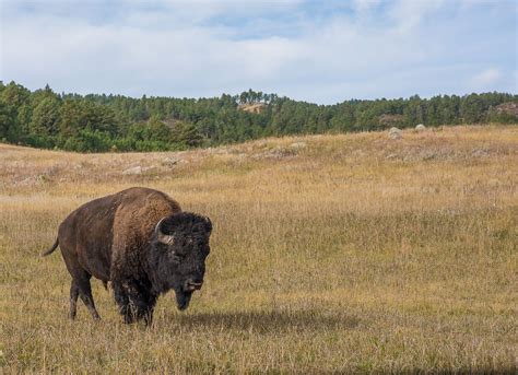 Bison at Custer State Park | Smithsonian Photo Contest | Smithsonian ...