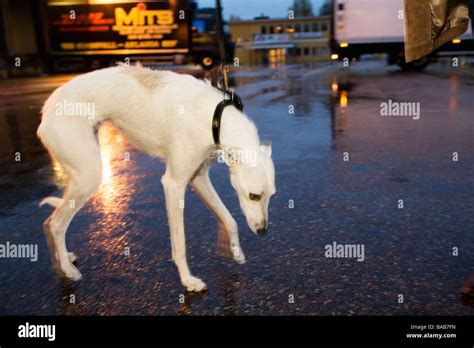 A Dog In The Rainy Street Sweden Stock Photo - Alamy