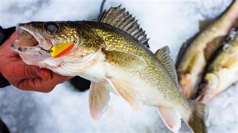 Tips For Ice Fishing Walleyes With Flutter Spoons Wired Fish