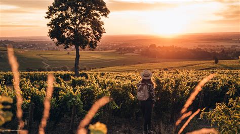 Au coeur des vignes en automne Saône et Loire