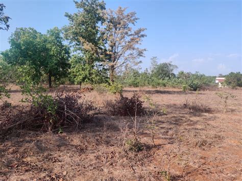 Agricultural Land 52272 Sq Ft For Sale In Dapoli Ratnagiri REI1159335