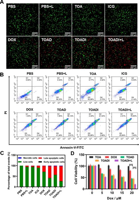 In Vitro Evaluation Of Synergistic PTT Chemotherapy In 4T1 Cells A