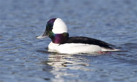 Bufflehead Duck in 2022 | Waterfowl, Wildlife art, America online