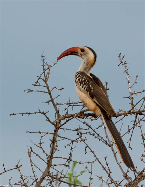 Quelques Oiseaux Du Kenya Animaux