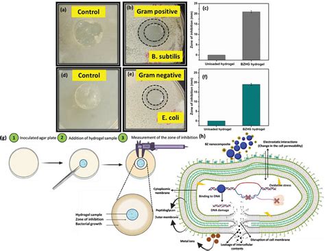 Borophene Based D Extrusion Printed Nanocomposite Hydrogel For