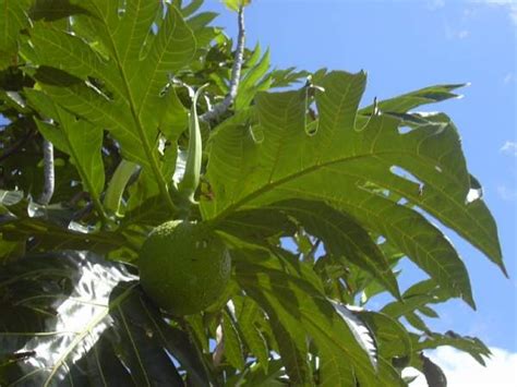 árbol Del Pan 41 Spanish Common Name Artocarpus Altilis