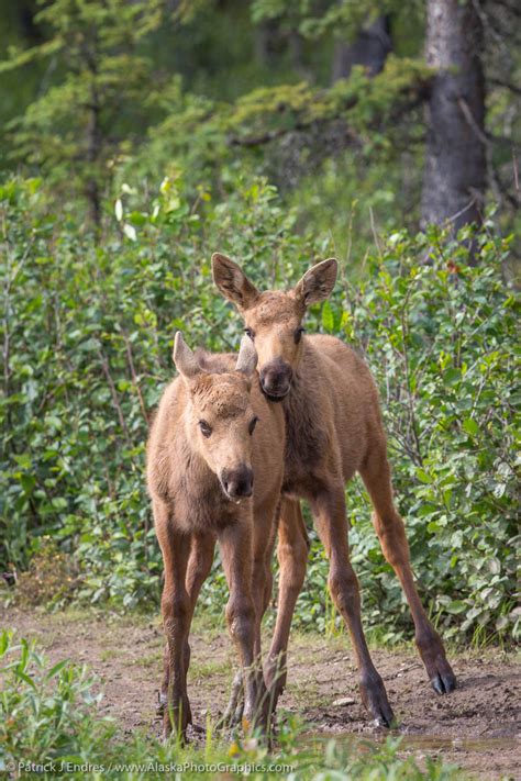 Two baby calf moose - AlaskaPhotoGraphics