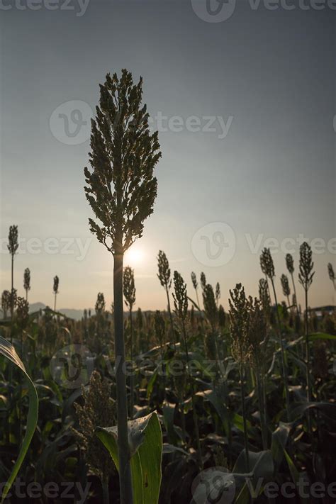 Field of Sorghum or Millet with sunset 11214769 Stock Photo at Vecteezy