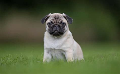 6 Small Dog Breeds for People who like Big Dogs