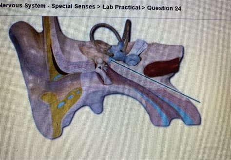 Solved Vervous System Special Senses Lab Practical Chegg