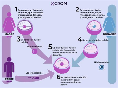 La técnica de los 3 padres genéticos existen seres humanos con más