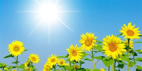 Why Do Sunflowers Face The Sun The Fact Site