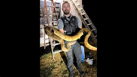 Giant Snake Found Slithering On Roof Of Wi Home Photos Show