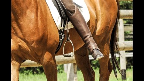 Stangenarbeit für Pferde mit Kraft Takt und Balance cavallo de