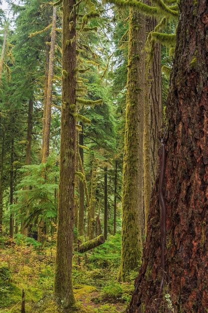 Hoh Rain Forest En El Parque Nacional Olympic Ee Foto Premium