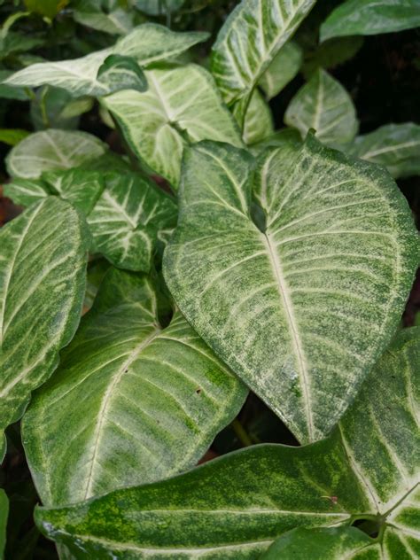 The Arrowhead Plant Benefits Care Tips Tricks More