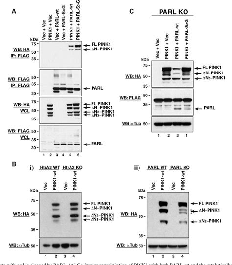 Figure From Pink Cleavage At Position A By The Mitochondrial