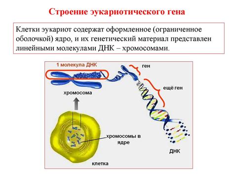 Презентация _Строение гена прокариот и эукариот _ - презентация онлайн