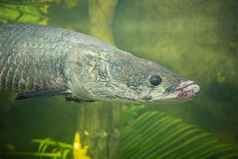 Arapaima Gigas Aquarium