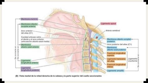 COLUMNA VERTEBRAL resumen de anatomía de moore PPT