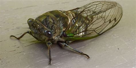 Cicadas An Interesting Noisy Part Of State Insect Population