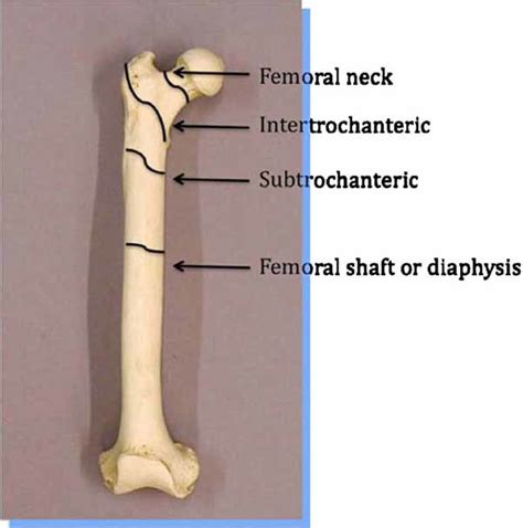 Shaft And Diaphysis