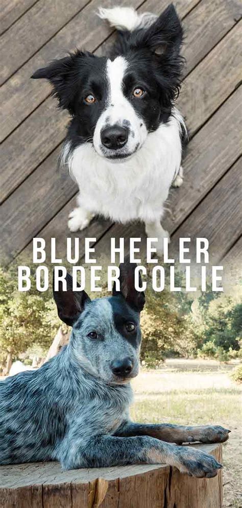 Border Collie Australian Cattle Dog Mix