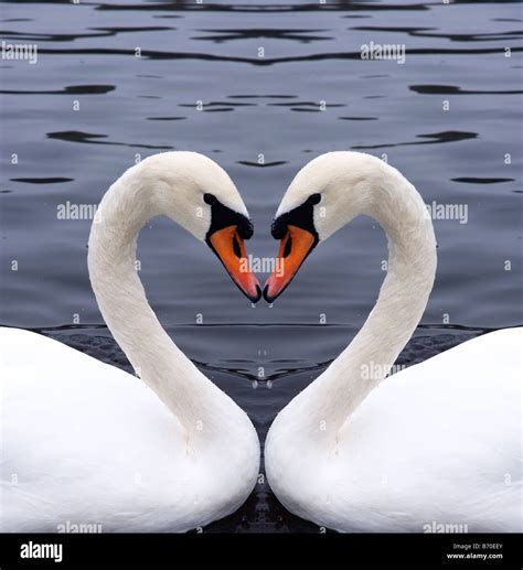 Swans Making Hearts