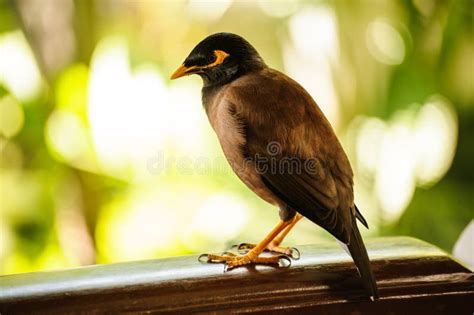 Common Myna Bird Southeast Asia Stock Photos Free And Royalty Free