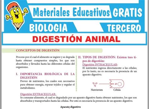 Digestión Animal Para Tercer Grado De Secundaria ≫ Gratis