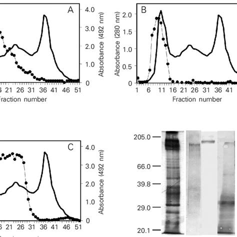 effect  pas  pas   pas    humoral immune response groups