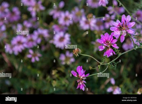 Pink Wild Flowers Closeup Stock Photo Alamy