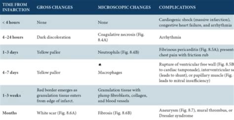 Cardiac Pathology Pathoma Ch 8 Flashcards Quizlet