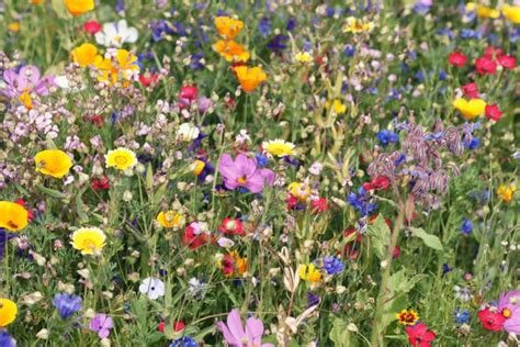 Un Jardin Nourricier Au Pied De Vos Fruitiers Les Bonnes Associations