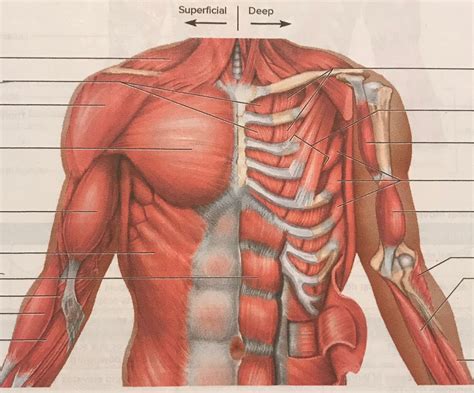 Muscles Of The Chest Shoulder And Upper Limb Laboratory Exercise 21 Images