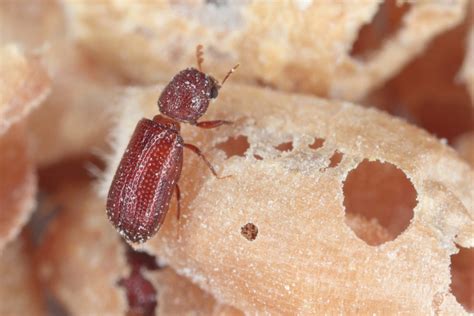 Grain Weevil Control In London Shield Pest Control