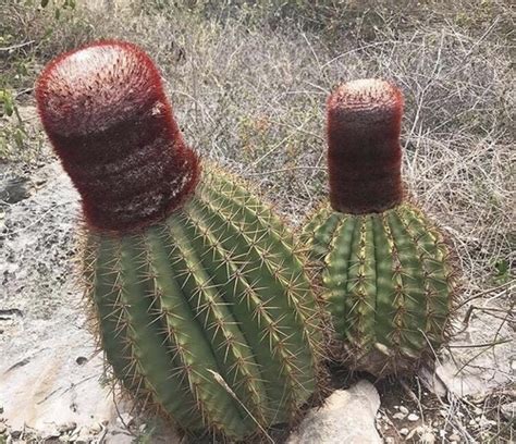 Turk S Cap Cactus Melocactus Intortus Inaturalist Canada