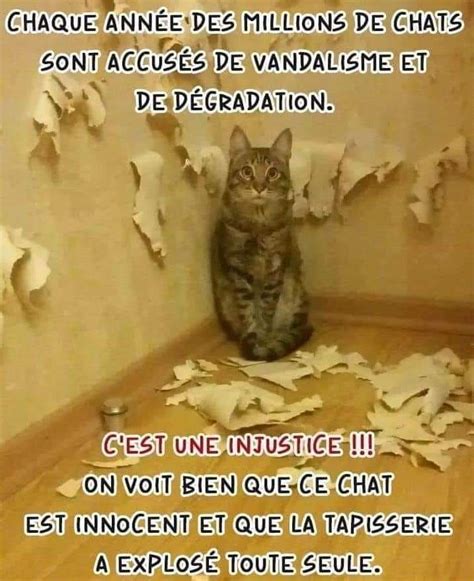 Plus De Blagues Droles Chat Blagues Chats Marrants Hot Sex Picture