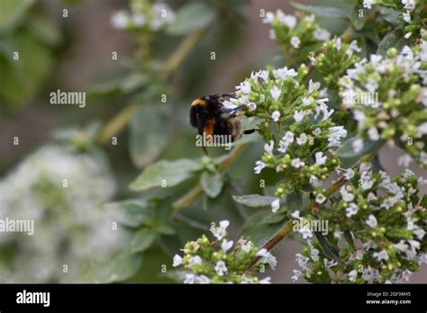 An English Bumble Bee Pollinating Flowers Whilst Extracting Nectar