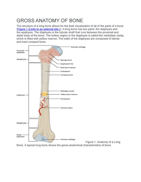 Gross Anatomy OF Bones CH 6 GROSS ANATOMY OF BONE The Structure Of