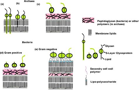 Figure From Bacterial Surface Layer Proteins From Moonlighting To