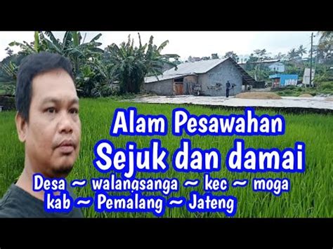 Vlog Suasana Desa Keindahan Alam Pesawahan Yang Sejuk Dan Damai