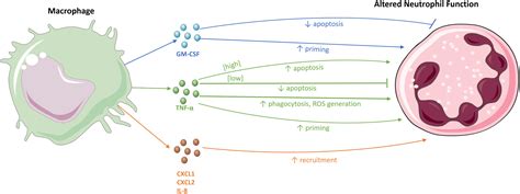 Frontiers Defining The Role Of Neutrophils In The Lung, 54% OFF