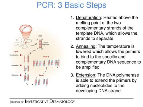 Polymerase Chain Reaction Steps