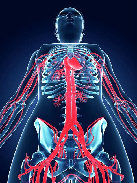 Female Vascular System Photograph By Sebastian Kaulitzki Pixels