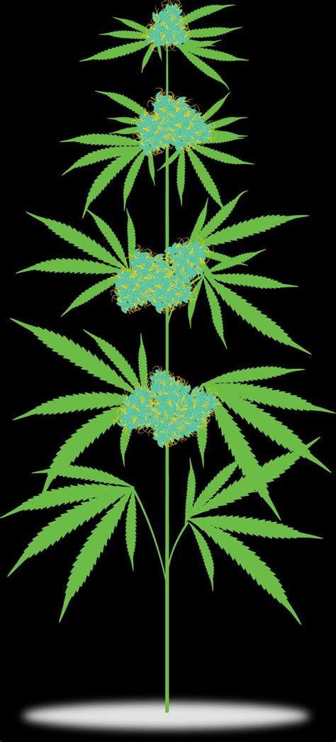 Download Cannabis Plant Illustration