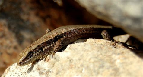 lagartija roquera view  black en negre podarcis murali flickr