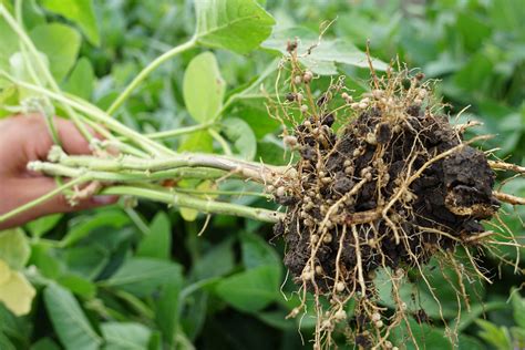 Soya Rhizobia Legumehub Eu